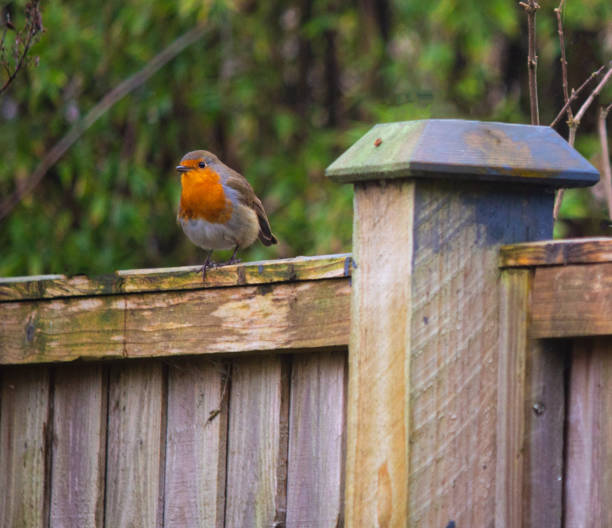 istock European Robin on Fence 1290073796