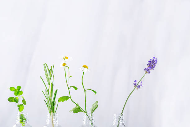 Transparent bottles with fresh herbs for aromatherapy. Aromatic sprigs of lavender, rosemary and rose for essential oils in jars on white background
