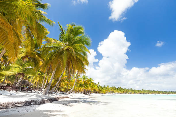 istock White sandy beach with sea and palms 1290076182