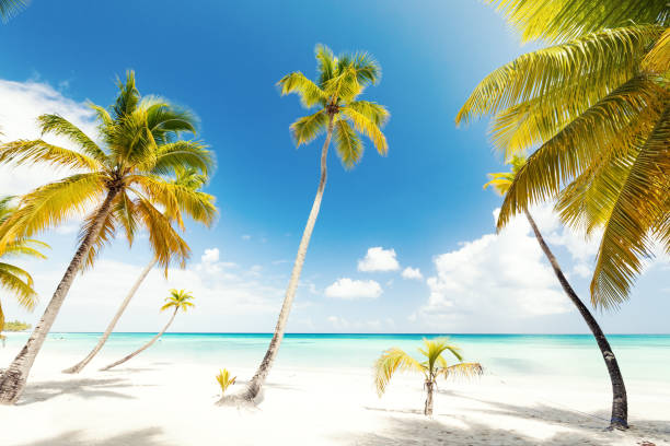 istock Tropical coast with coconut palms against the sun 1290076212