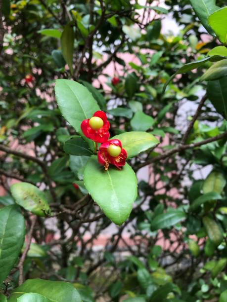 istock Two pair of fruits on tree. 1290079552