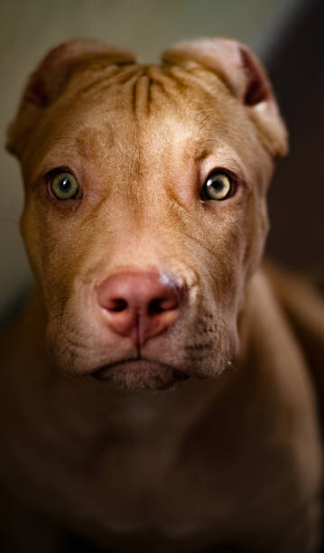 istock Potrait pitbull u can see a love at her eyes 1290080350