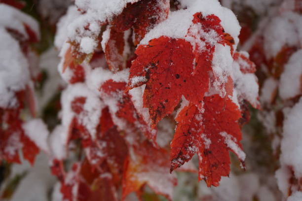 istock Snowy Red Leaves 1290080804