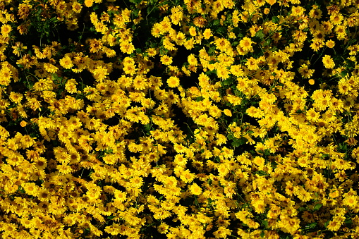 Yellow Chrysanthemum morifolium Ramat flowers in nature