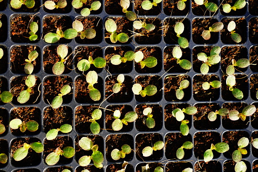Close-up young plant in plastic seedling tray of garden