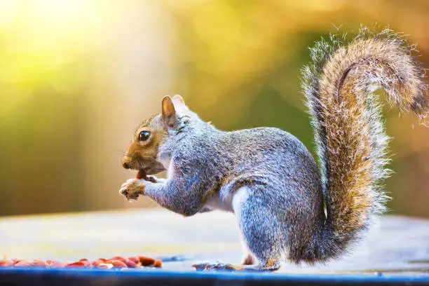 Photo of Gray squirrel eating nuts outdoors