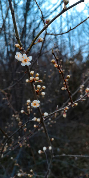 Close up blurred blossoming sakura,white cherry tree branch with delicate blooming flowers,on blurry dark brown bare trees,blue sky background,early spring day.Soft focus,vertical wall decoration. de cerca sakura en flor borrosa, rama de cerezo blanco con delicadas flores en flor, contra árboles desnudos de color marrón oscuro borroso, fondo azul del cielo, principios del día de primavera. enfoque suave, decoración vertical de la pared