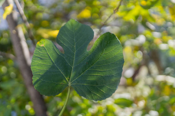 Fig leaf clear horizontal framing background bright out of focus.