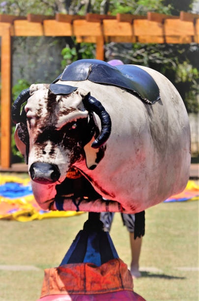 Mechanical bull armed in the sun in backyard