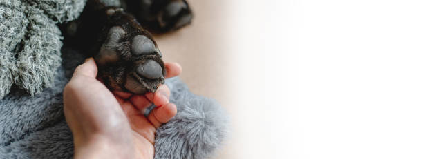 Copy space Horizontal banner close-up dog paw sleeping. Copy space Horizontal banner close-up dog paw sleeping. Chocolate Labrador puppy. dog paw padding close up stock pictures, royalty-free photos & images