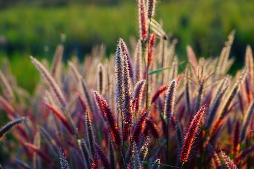 Pink Grass with Desho grass flower in nature background