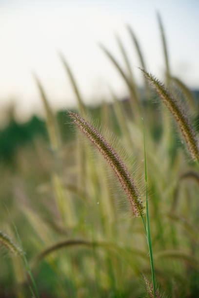 istock Close-up of long grass 1290085322