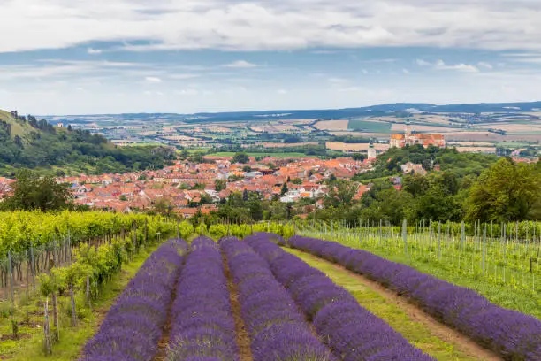 Photo of South Moravian town of Mikulov with the lavender field in Czech Republic