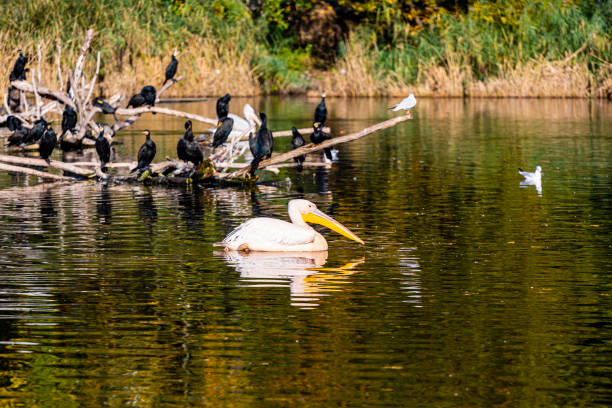 istock Pelican swimming 1290086628