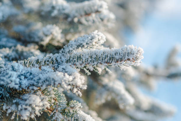 istock Branches of blue spruce is covered with snow 1290088073