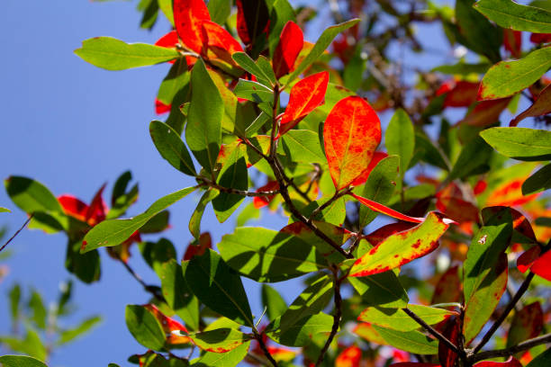 istock Red and Green Leaves on Tree Branches with Blue Sky 1290088097