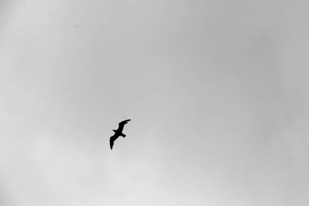 istock Up in the sky 1290089195