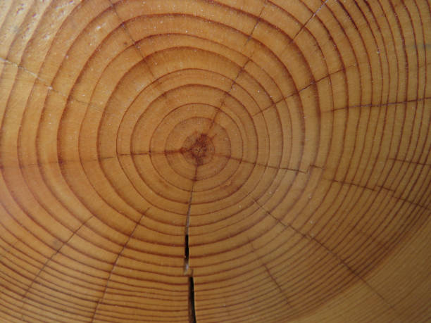 istock Cross-section close-up of pine wood texture 1290089227