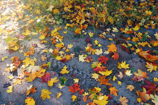 istock beautiful autumn maple leaves. autumn forest landscape. 1290089394