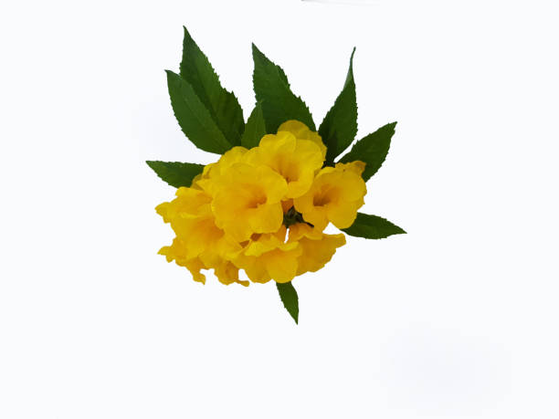 istock Yellow elder flowers bloom in a bunch bright colors on a white background 1290091944