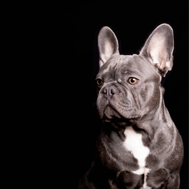 istock Pablo, french bulldog 1290092091