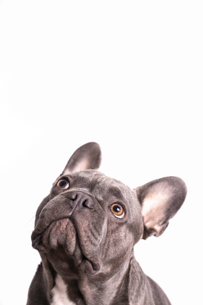 Pablo, french bulldog