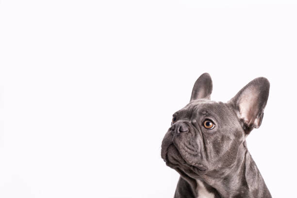 istock Pablo, french bulldog 1290092175