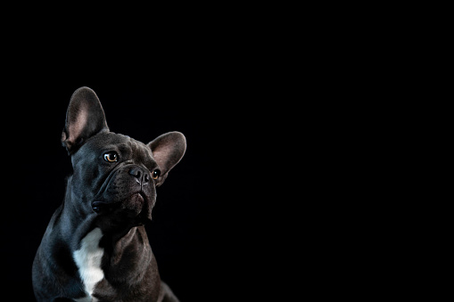 gray french bulldog dog looking on the side up with white background