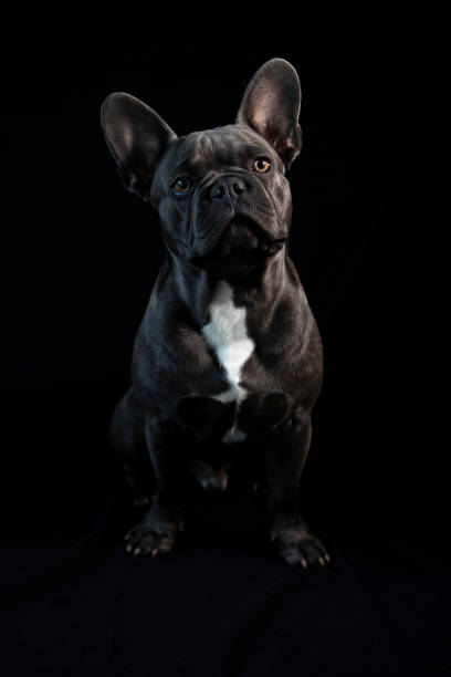 istock Pablo, french bulldog 1290092309