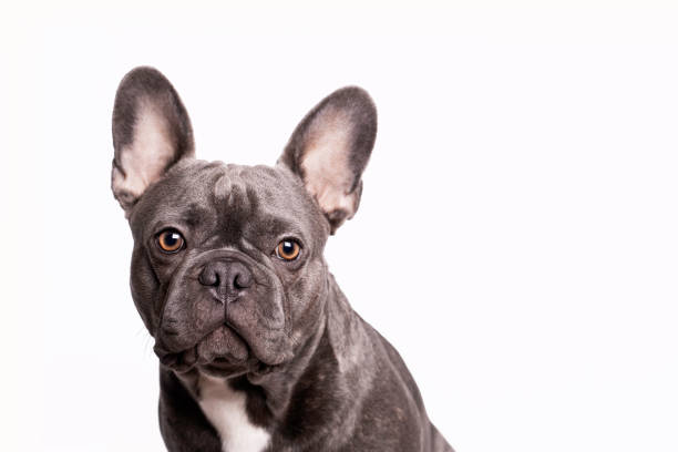 istock Pablo, french bulldog 1290092393