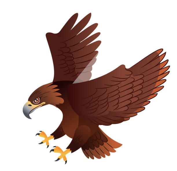 ilustraciones, imágenes clip art, dibujos animados e iconos de stock de golden eagle - aguila real