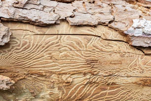 Close up imprint of bark beetle under piece of bark. tree was eaten by bark beetle Closeup imprint of bark beetle under piece of bark. tree was eaten by bark beetle infestation photos stock pictures, royalty-free photos & images