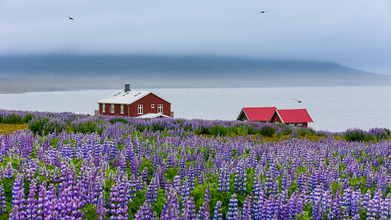 wooden houses near a field of Lupinus in Skalanes, near Seydisfjordur, Iceland during a cloudy summer day