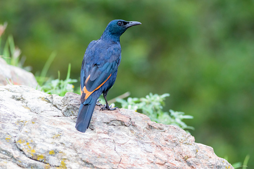 Red-winged starling on a rock in the mountain Drakensberg South Africa