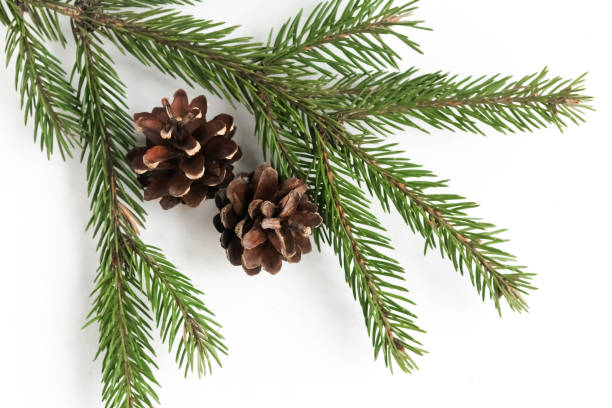 istock Spruce branch and cones on white background, top view 1290095322