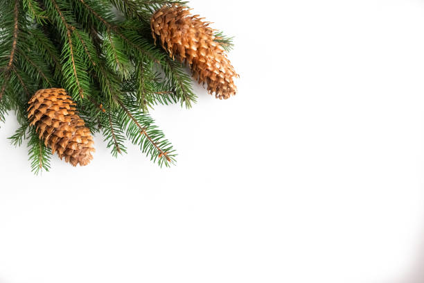 istock Spruce branches with cones on white background, top view 1290095346