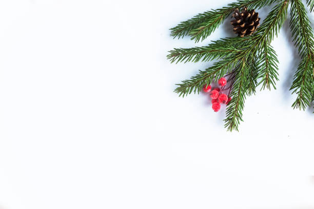 istock Spruce branch with cone and rowan berries at white background, copy space 1290095393
