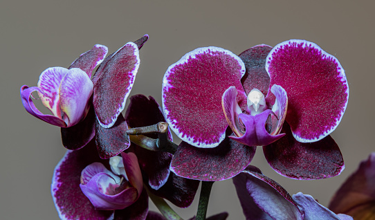 Phalaenopsis Blume, 1825 is a genus of epiphytic orchids that includes about fifty species, all native to the tropical rainforests of Southeast Asia, especially in the archipelago of the Philippines and Indonesia.