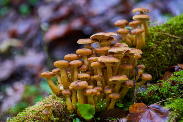 istock Agaric honey mushrooms 1290095690