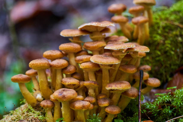 istock Agaric honey mushrooms 1290095696