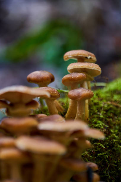 istock Agaric honey mushrooms 1290095701