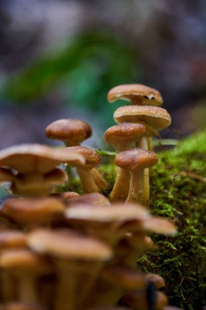 istock Agaric honey mushrooms 1290095704