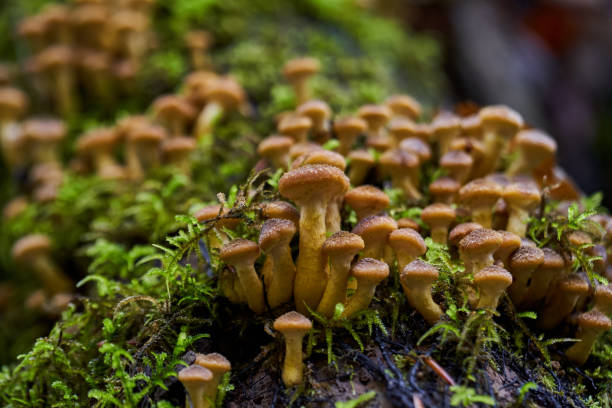 istock Agaric honey mushrooms 1290095717