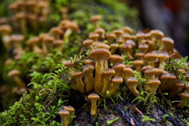istock Agaric honey mushrooms 1290095719