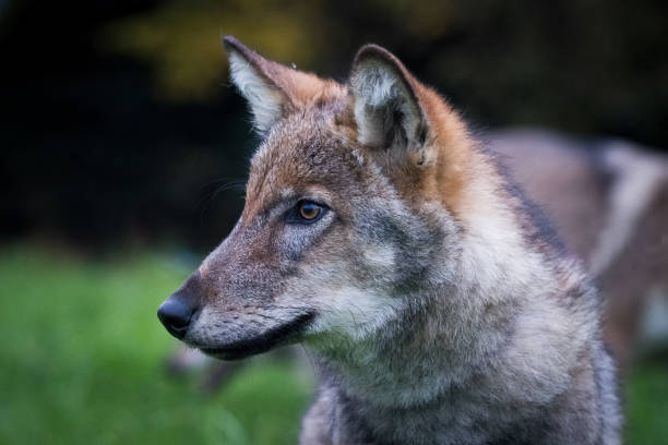 istock Portrait of a wolf cub on green grass 1290095942