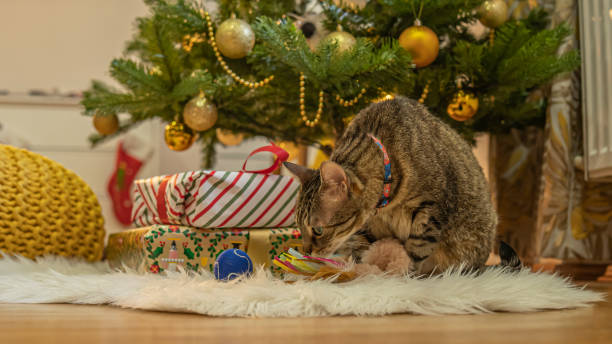 istock Cat sitting behind Christmas tree and presents 1290096017