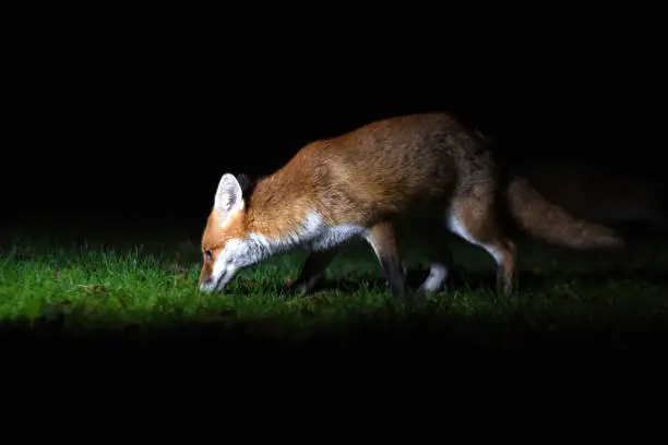 Photo of Red Fox At Night