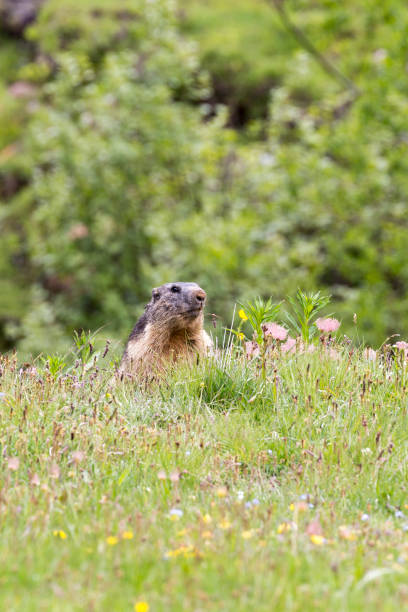 istock A portrait of a marmot 1290098164