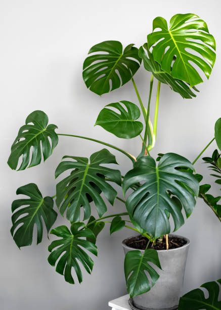 monstera deliciosa ou planta de queijo suíço em um vaso de flores de concreto cinza está sobre uma mesa em um fundo cinza. interior de sala de estilo escandinavo hipster. - cheese plant - fotografias e filmes do acervo