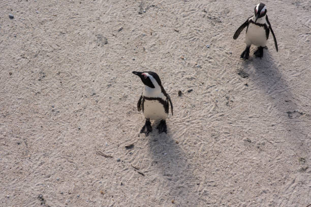istock Penguin couple walking on beach 1290099450